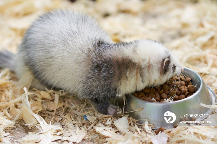 Light gray ferret eats from the trough
