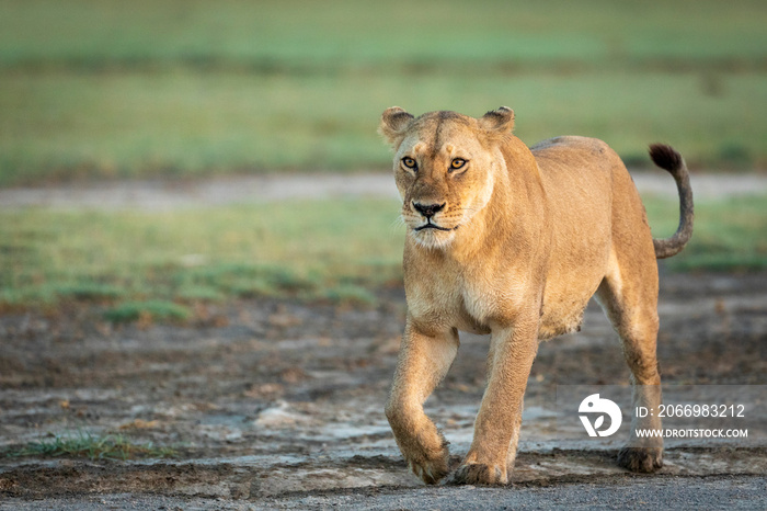 Lioness walking in muddy road in Ndutu in Tanzania