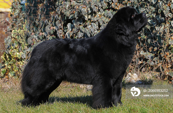 Portrait of purebred newfoundland dog