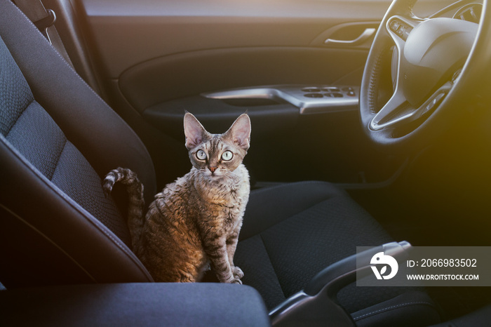 Adorable cat is sitting inside a car on the drivers seat ready for a road trip, looking at the camera. Devon Rex feline likes to travel. Light flare effect. Travel with pets concept.