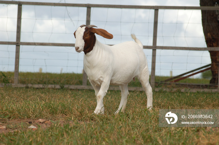 Beautiful female Boer Goats on the farm