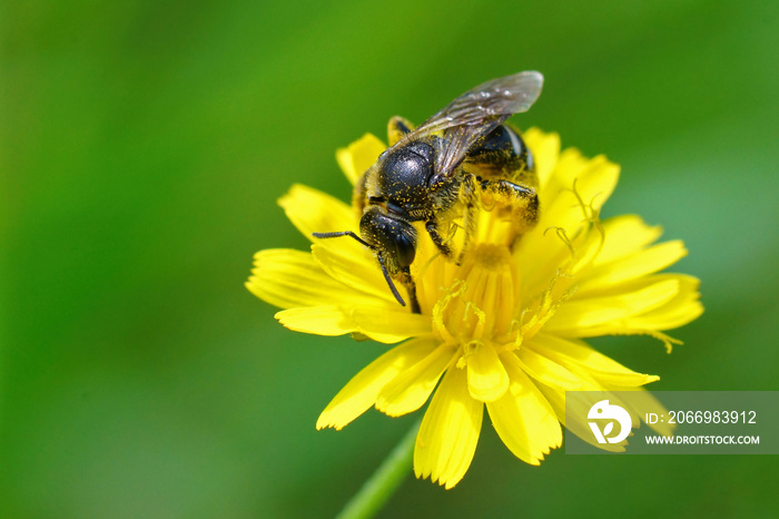 Closeup on a female of the bull-headed furow bee, Lasioglossum zonulum collecting pollen from the yellow flowers of Hypochaeris radicata