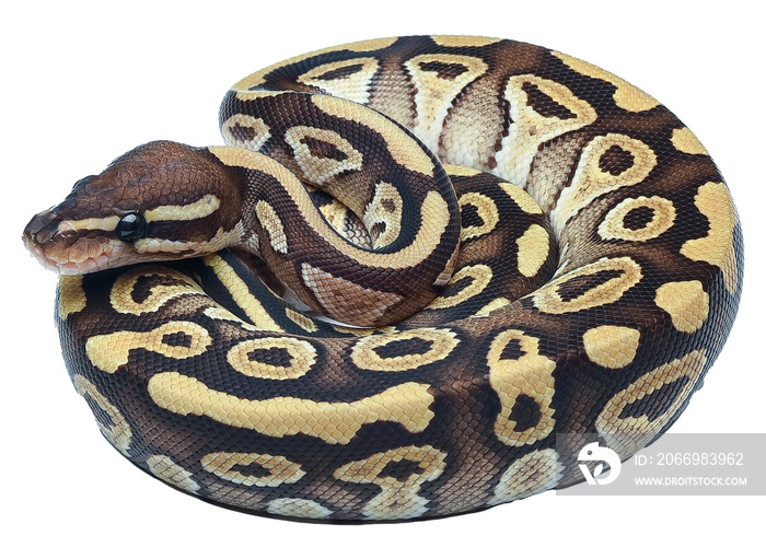 Ball python in a coiled position