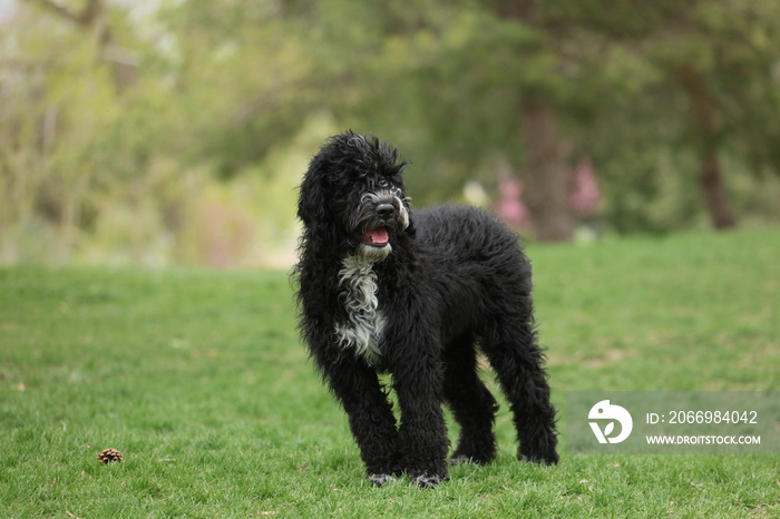 Portuguese water dog