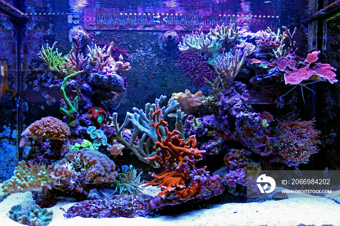 Saltwater reff aquarium