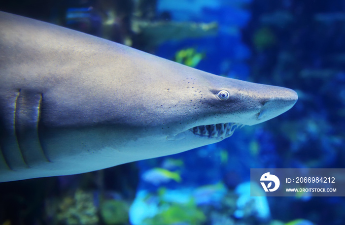 Detal of carcharias taurus in water