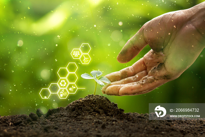 Dirty hand of environmentalist touching young plant on soil with ecology icon, sunlight and green nature background. environment day, zero waste concept.