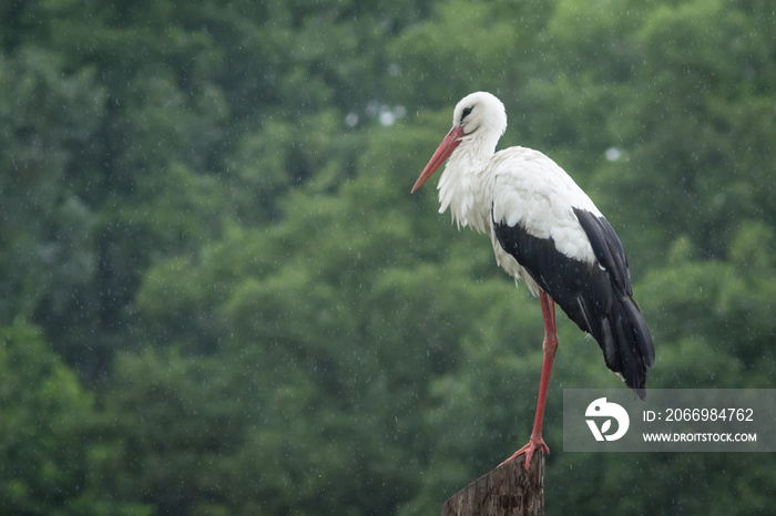 White european stork standing on the pole at rain against a forest background