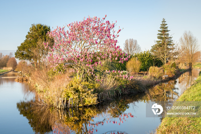 Scenic view of a pink flowering Magnolia tree along the water in a park