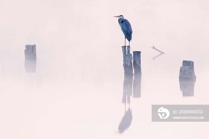 Foggy landscape of Great Blue Heron perched on stump, Fort Custer State Park, Michigan, USA