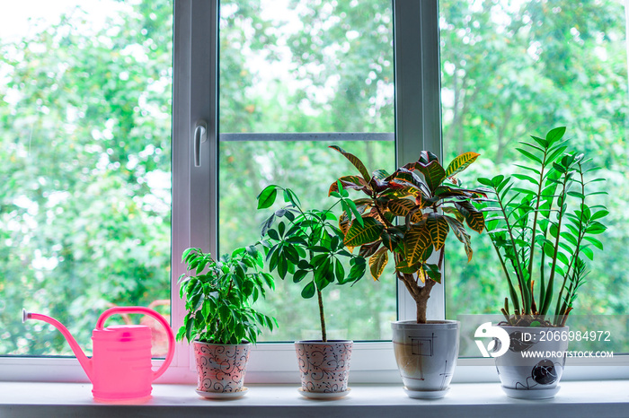 Home plants in flowerpots and a watering can on the windowsill in the room