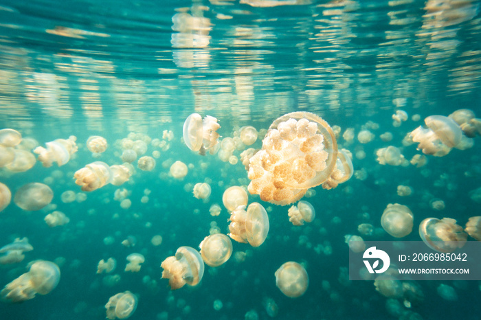 Golden jellyfish, Mastigias papua etpisoni, Jellyfish Lake, Palau, Micronesia