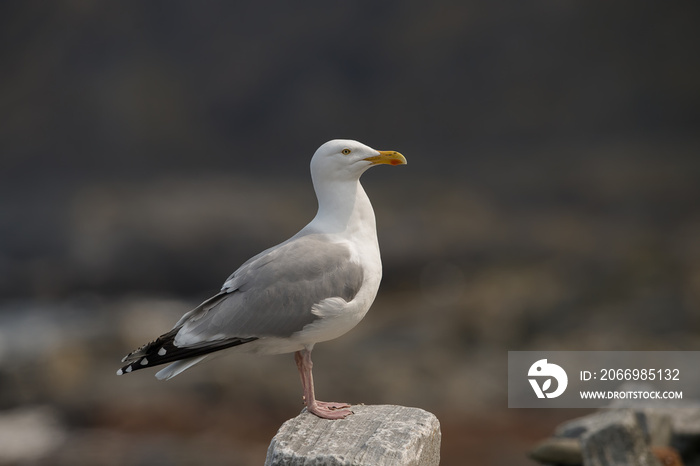 European herring gull (Larus argentatus)