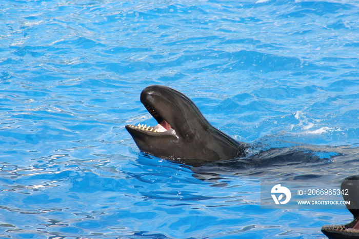 A False killer whale (Pseudorca crassidens) at a local zoo