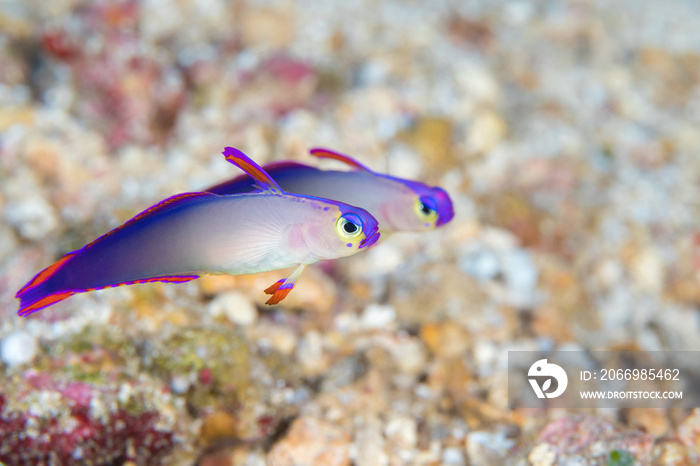 Purple firefish goby (Nemateleotris decora) on coral reef in Papua New Guinea