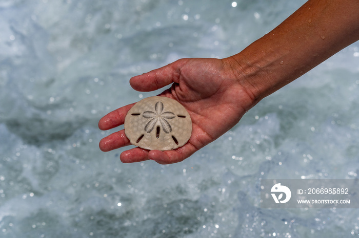 Sand Dollar in Hand