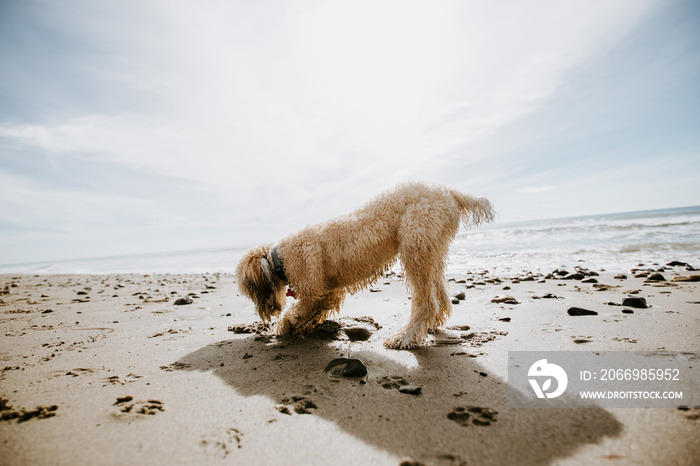 Golden Doodle playing in sand at Ocean Beach