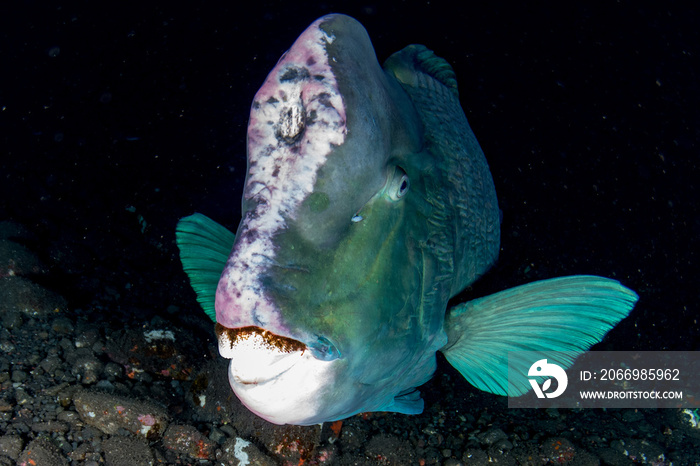 bumphead parrotfish close up portrait underwater detail