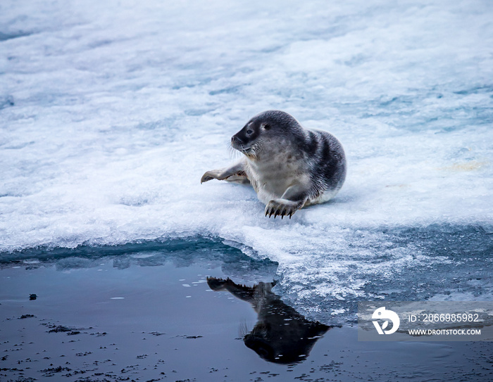 Young ring neck seal cub rests on ice floe in Arctic