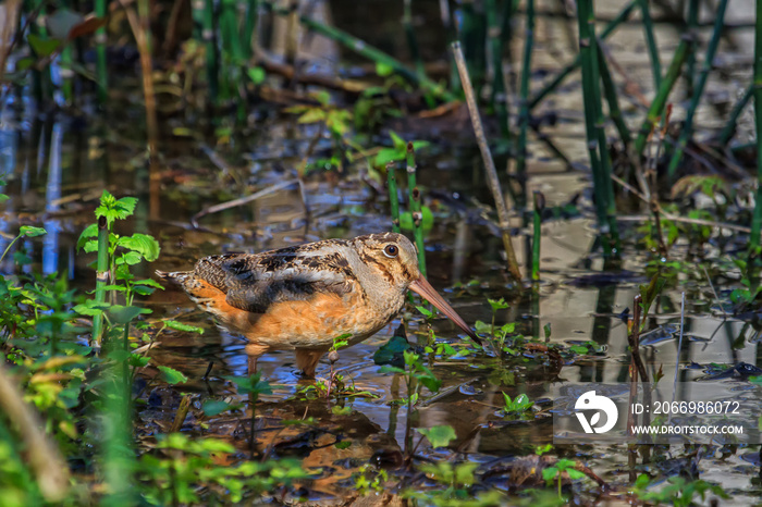 American Woodcock wading in the shallow water of a flooded forest.