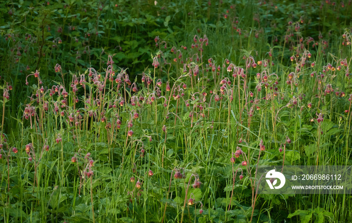 Forest floor of blooming water plants Geum rivale, pink flowers close-up. Green background. Pure nature, ecology, botany themes