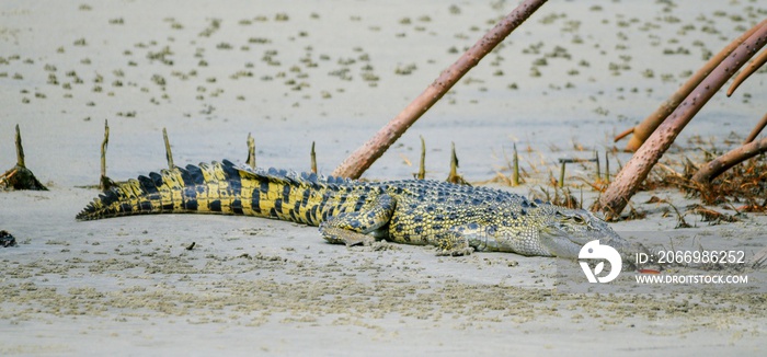 Female salt water crocodile basking on the sandy banks.