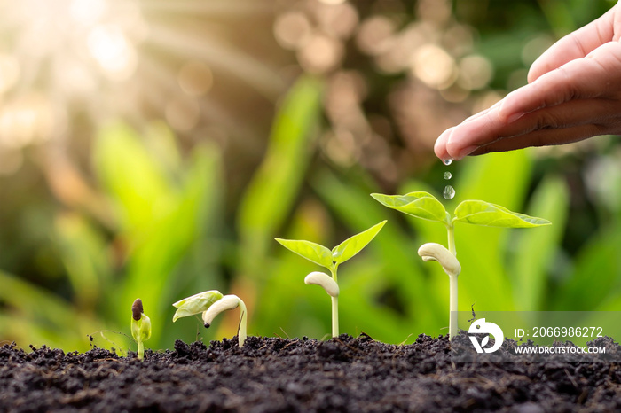 Growing crops on fertile soil and watering plants, including showing stages of plant growth, cropping concepts and investments for farmers.