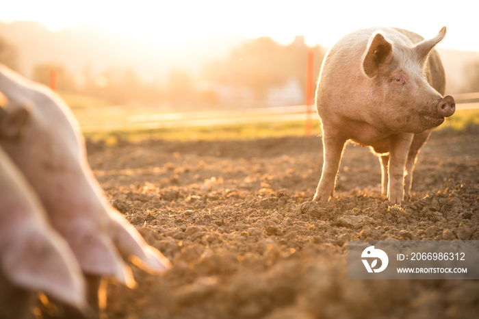 Pigs eating on a meadow in an organic meat farm - wide angle lens shot