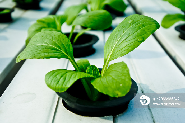 hydroponic plants in pots with water flowing.