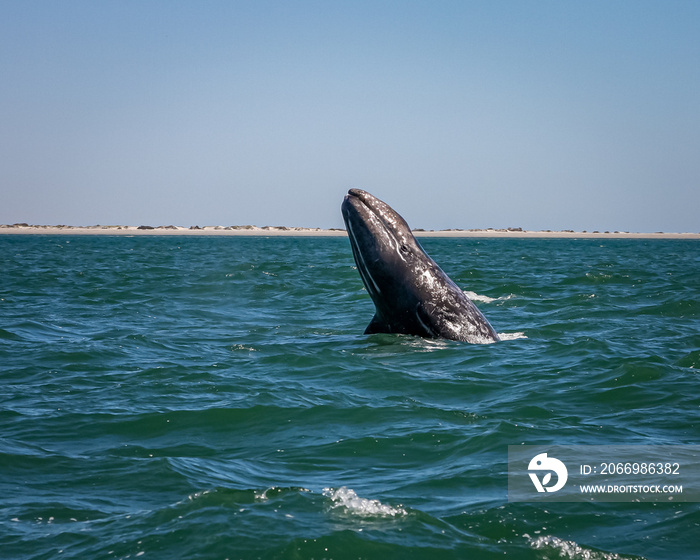 Young gray whale does a spy hop or jump out of water in Mexico
