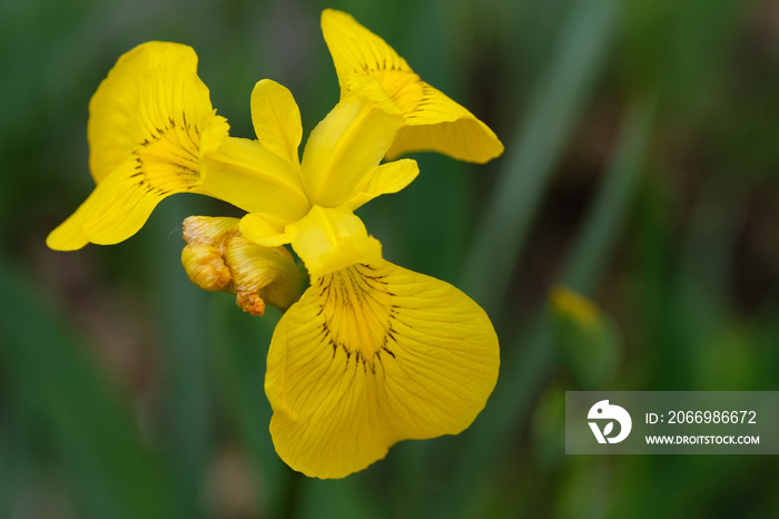 Iris pseudacorus (yellow flag, yellow iris, water flag) is a species of flowering plant of the family Iridaceae. Yellow flower on a green background. Springtime.