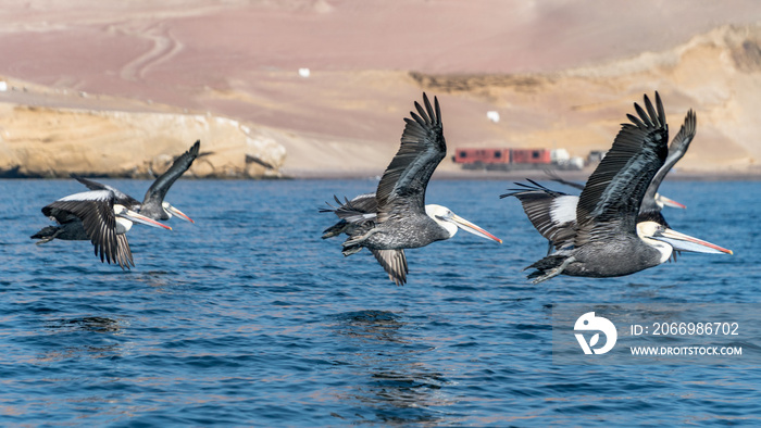 Paracas National Park in Peru with pelicans. Ica, Peru