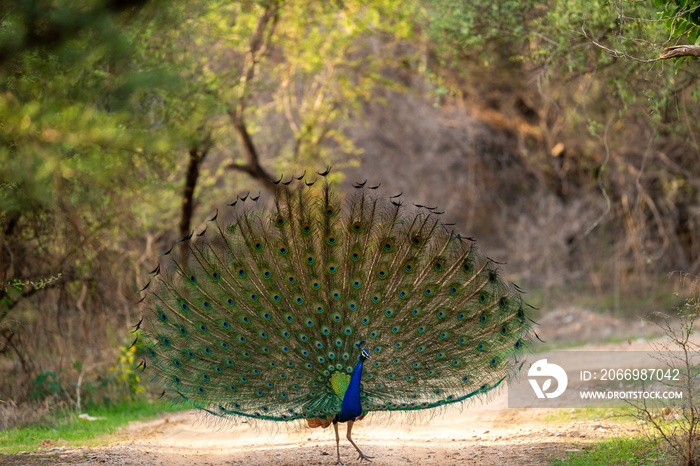 Indian peafowl or male peacock on forest track dancing with full colorful wingspan to attracts female partners for mating at ranthambore national park forest reserve rajasthan india - Pavo cristatus