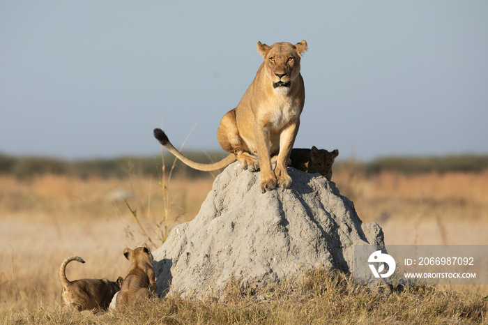 Female lion and her cute cubs sitting on a termite mound in Savuti Reserve in Botswana