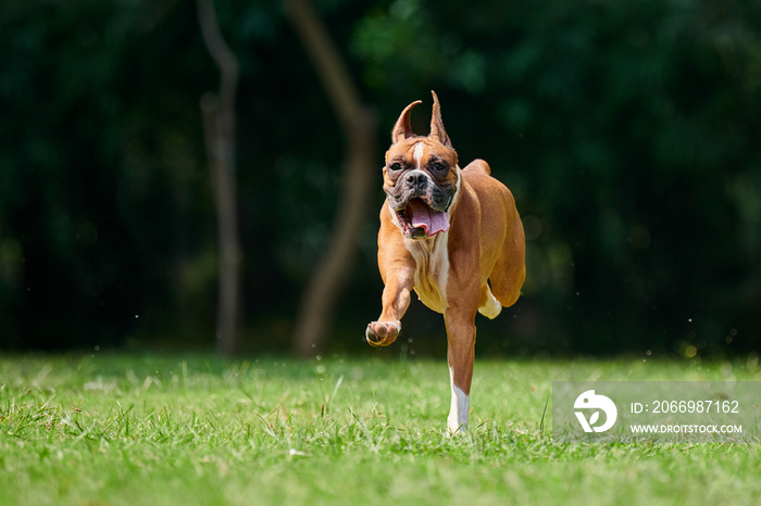 Boxer dog running and jumping on green grass summer lawn outdoor park walking with adult pet, funny cute short haired boxer dog breed. Boxer adult dog full height portrait, brown white coat color