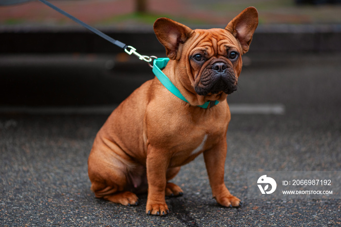 Cute brown french bulldog sitting outdoors looking at the camera. Adorable healthy fawn colored dog with blue collar.