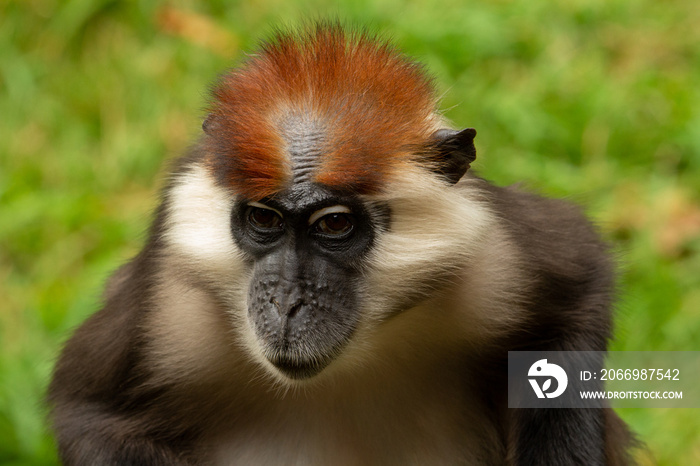 head and shoulders of an adult Cherry-crowned mangabey (Cercocebus torquatus) with green grass in the background