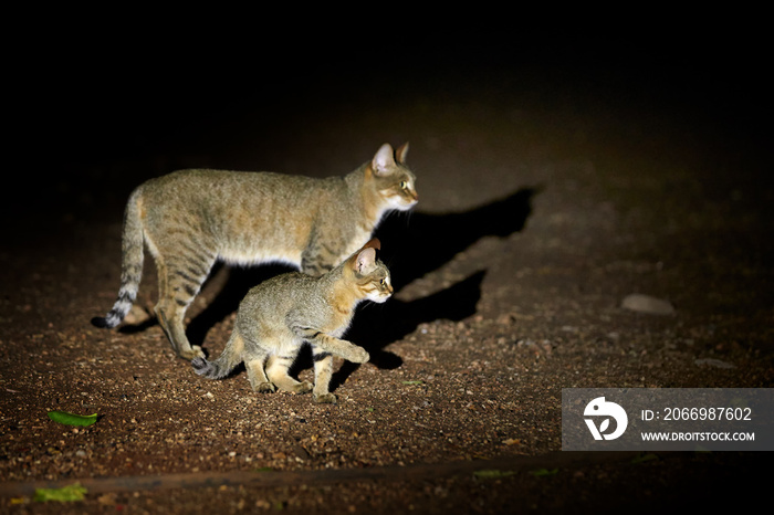 Night picture of African wildcat, Felis silvestris lybica, female cat with a kitten, lit by spotlight against black background. Side view. Kruger national park, South Africa.