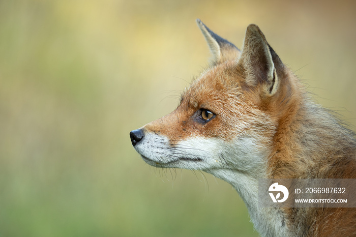 Red fox headshot in profile with green grass in the background.