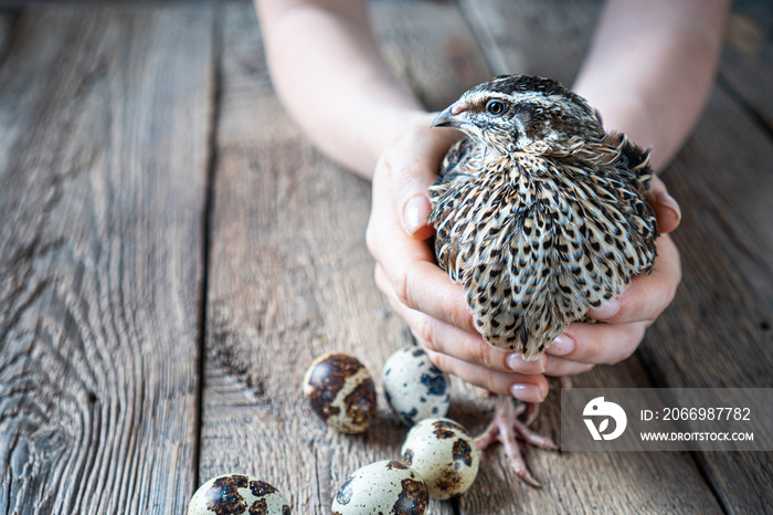 Rustic background with a quail in female hands and quail eggs beside. Copy space.