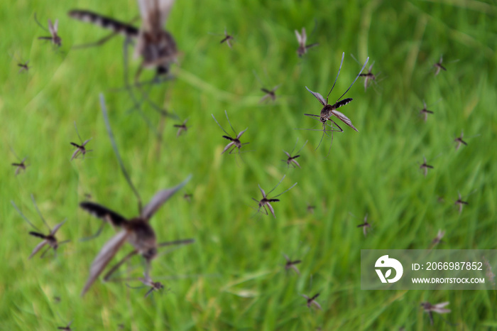 Many mosquitoes fly over green grass field