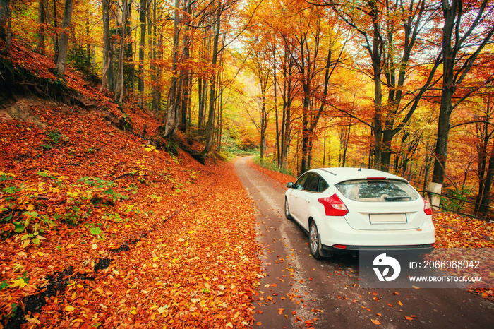 car on a forest path. Beautiful road in mountains. Carpathian