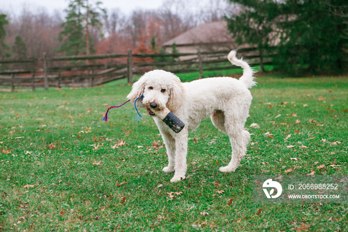 A young goldendoodle with a toy in its mouth standing and wagging its tail.