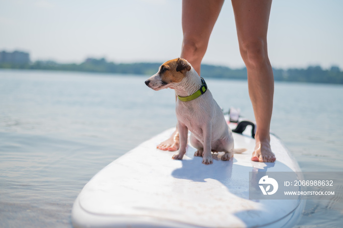 A small brave dog is surfing on a SUP board with the owner on the lake. Close-up of a jack russell terrier sitting on a surfboard next to female legs. Water sports.