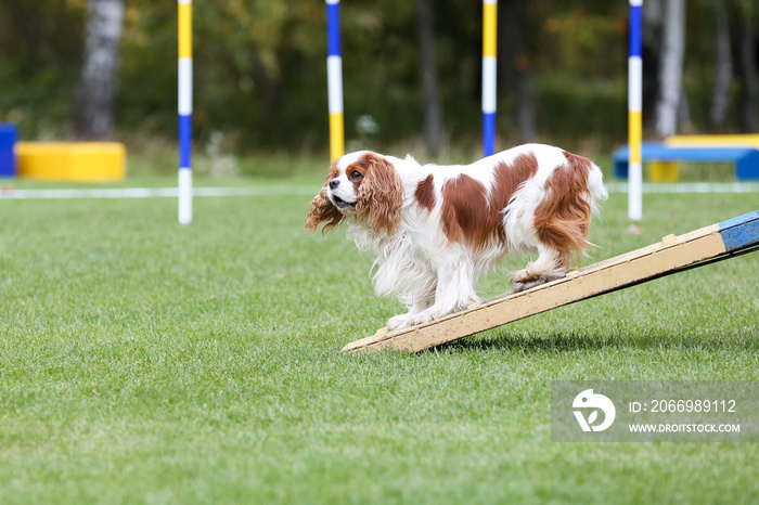 Working Cavalier King Charles Spaniel  running agility obstacle dog walk with contact zone. Agility competition, dog sport with fluffy and fast black white with tan Cavalier running outside