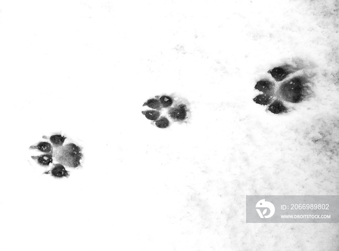 traces of the animal in the snow,