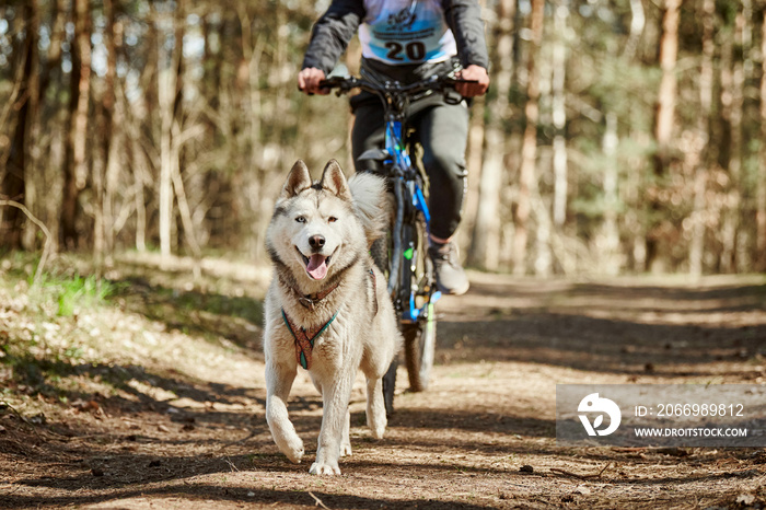 Running Siberian Husky sled dog in harness pulling bike on autumn forest dry land, Husky dog outdoor mushing. Autumn bikejoring championship in woods of running Siberian Husky dog pulling bicyclist