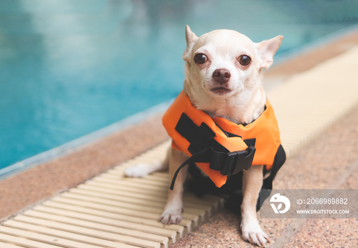 cute brown short hair chihuahua dog wearing orange life jacket or life vest sitting by swimming pool. Baywatch dog. Pet Water Safety.