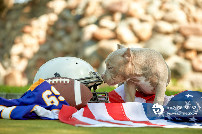 American football concept. A dog with a uniform of an American football player posing for the camera in a park. Patriotism of the national game, copy space, advertising banner.