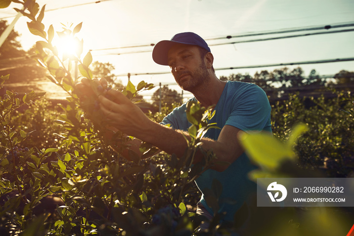 Farmer picking fresh blueberries on a farm.